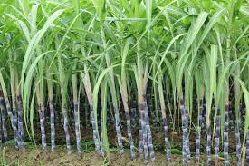 Raw material processing