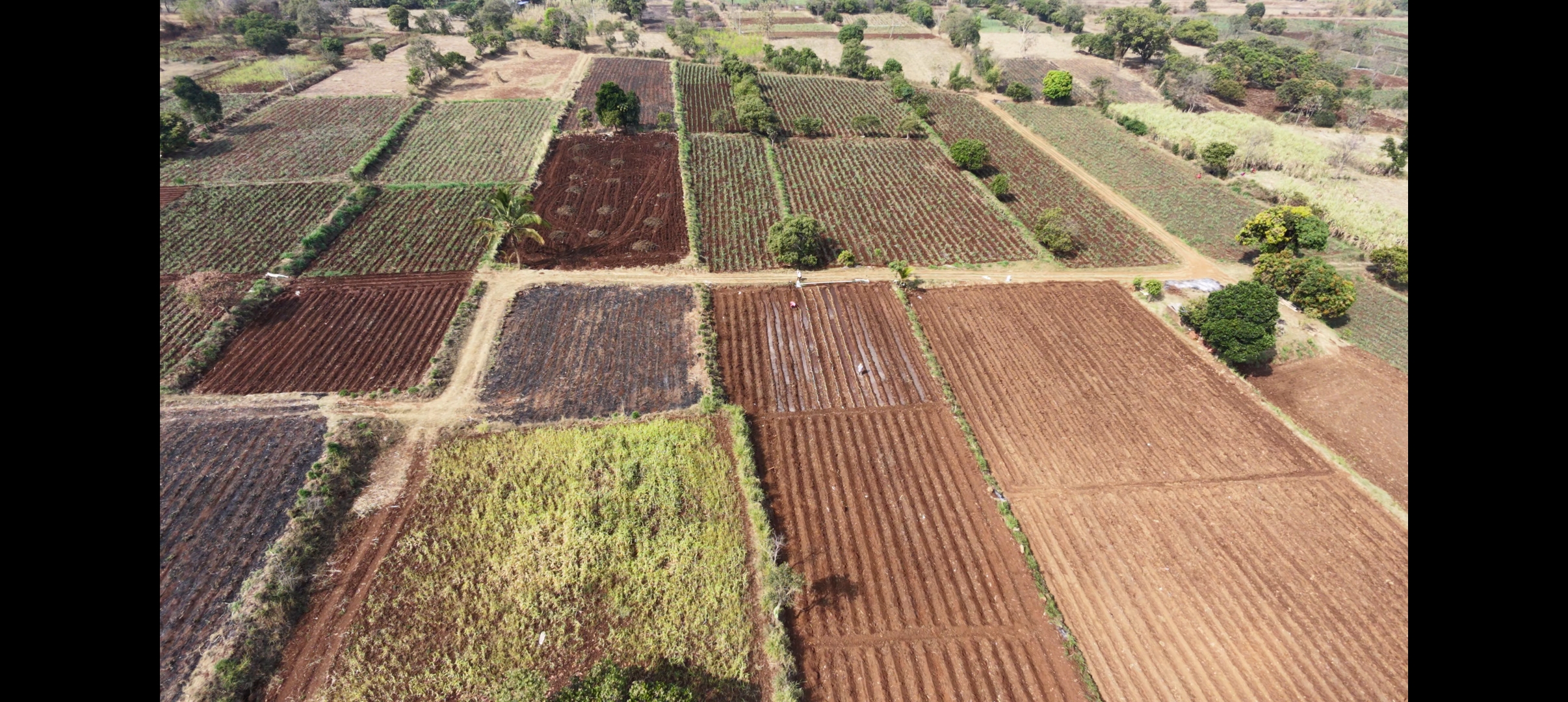 Sugarcane field harvest