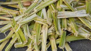 Sugarcane agricultural source