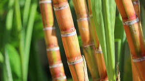 Natural plant fibre materials